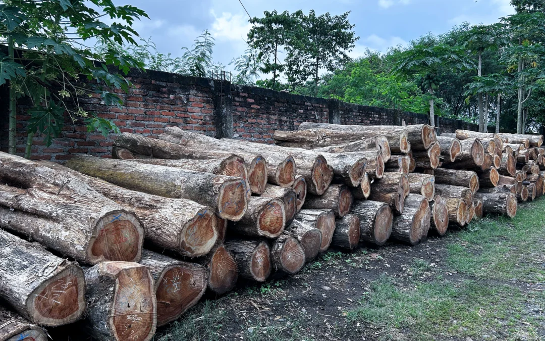 The Truth About Teak Wood from Indonesia Furniture Supplier