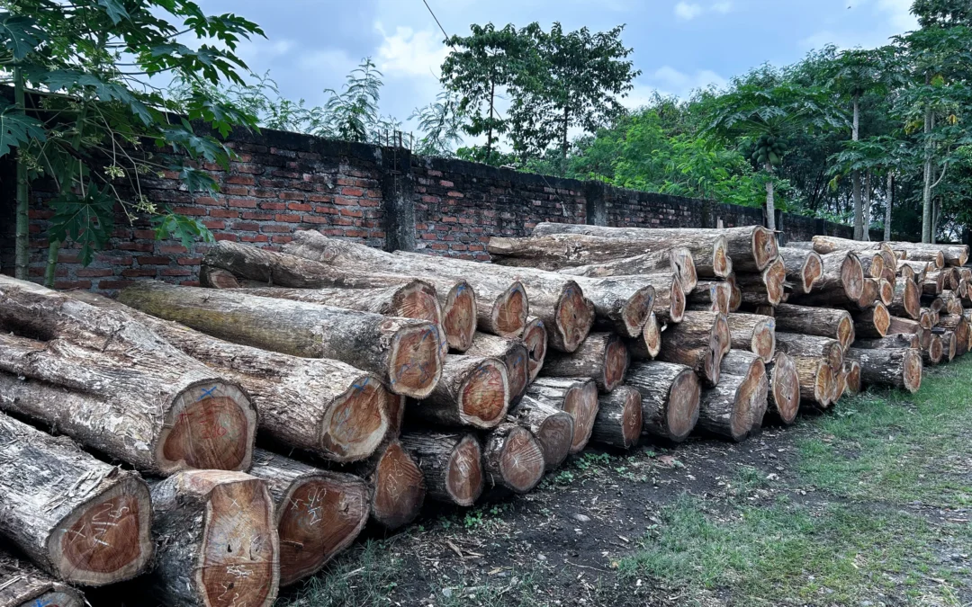 The Truth About Teak Wood from Indonesia Furniture Supplier