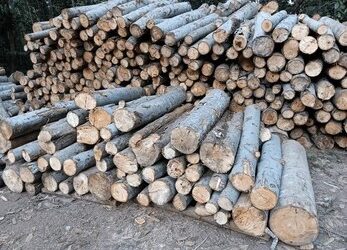 Avoid Pitfalls: Mindi Wood Insights from Indonesian Furniture Supplier