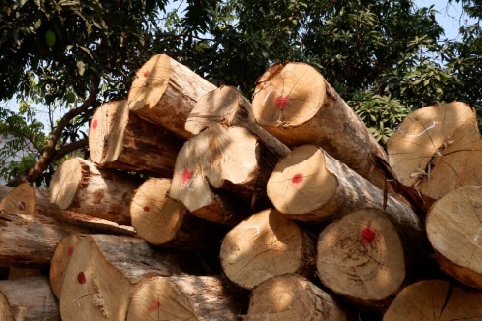 High-quality teak logs stacked in MPP Furniture’s warehouse yard under sunlight, ready for production at teak furniture Indonesia factory.