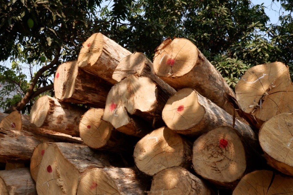 sungkai wood vs teak wood teak logs used by MPP Furniture