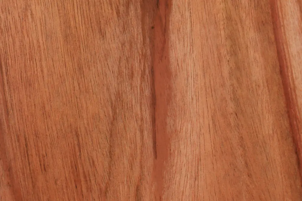 Close-up end grain view of a thick oak board showing severe cupping and warping due to high wood movement risk and tangential shrinkage.